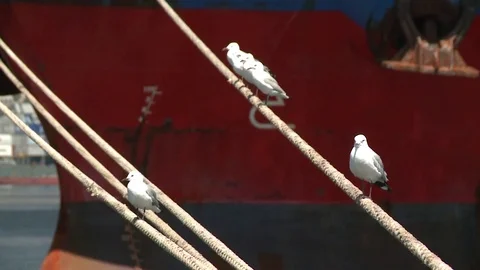 Seagulls sitting on mooring ropes of a ship in Cape Town Harbour, Cape Town, Stock Footage