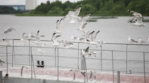 Seagulls sitting on a pier fly Stock Footage 60042463