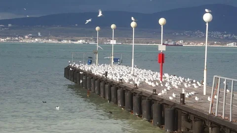Seagulls sitting on the pier. The Stock Footage 71619455