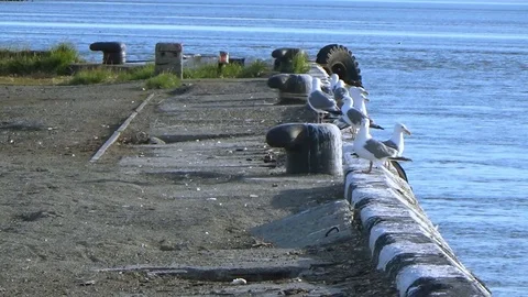 Seagulls sitting on the pier Stock Footage 100232637