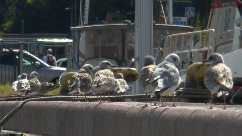A seagulls is sitting on the pier. Video stock 113879989