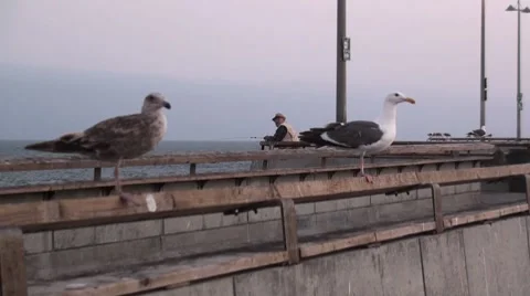 Seagulls sitting on pier railing Stock Footage 7760928