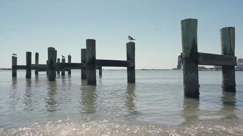 Seagulls Sitting On Post In Water Stock Footage 201120408