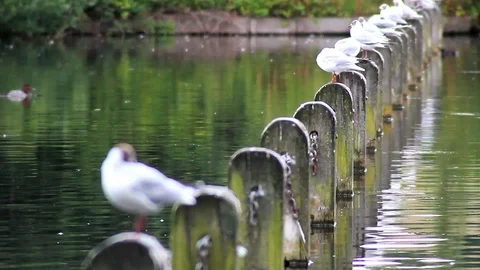 Seagulls sitting on posts on a lake Stock Footage 92473865
