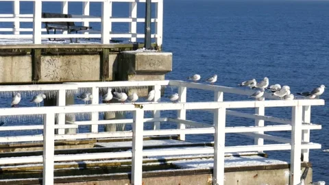 Seagulls Sitting On The Railing Of The Pier And Resting Video stock 90478331