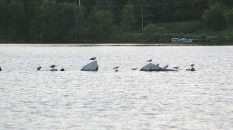 Seagulls sitting on rocks Stock Footage 27669235