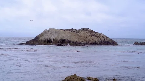 Seagulls sitting on the rocks. Video stock 97777901