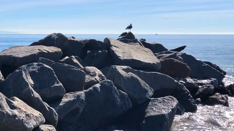 Seagulls sitting on Rocks Video stock 102015610