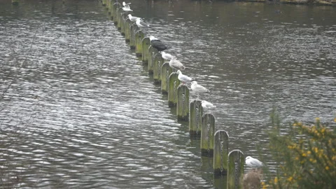 Seagulls sitting on a row of stumps on a river. Stock Footage 124926580