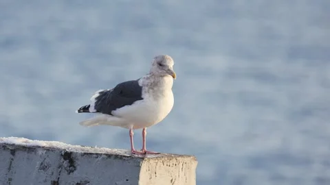 Seagulls sitting on a sandy beach during a storm close-up Stock Footage 299945306