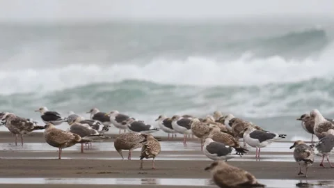 Seagulls sitting on a sandy beach during a storm close-up Vidéo 299945703