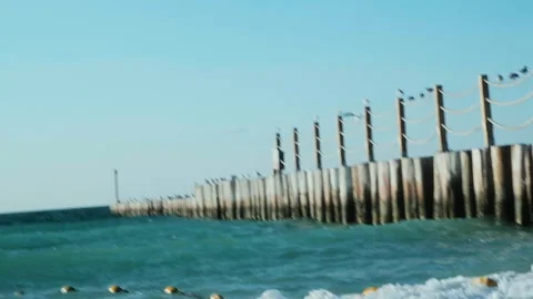 Seagulls sitting Seaside beach Stock Footage 299817290