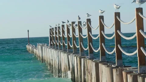 Seagulls sitting Seaside beach Stock Footage 299817428