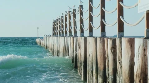 Seagulls sitting Seaside beach Stock Footage 299817672