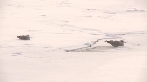 Seagulls sitting on snow Video stock 84064493
