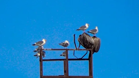 Seagulls sitting on the tower Stock Footage 100231863