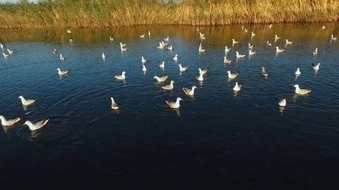 Seagulls sitting on the water 스톡 동영상 80296344