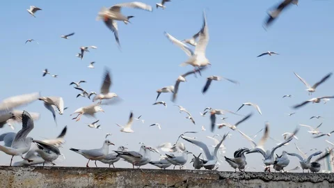 SEAGULLS SITTING/FLYING Stock Footage 127644010