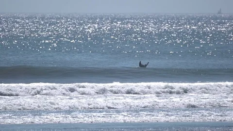 Seagulls skimming the waves Video stock 80119150