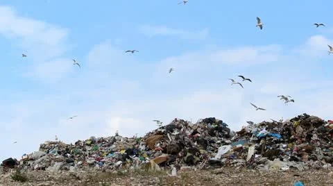 Seagulls sky and garbage Stock-Footage 12236092