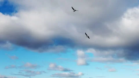 Seagulls in the sky with clouds Stock Footage 161918694