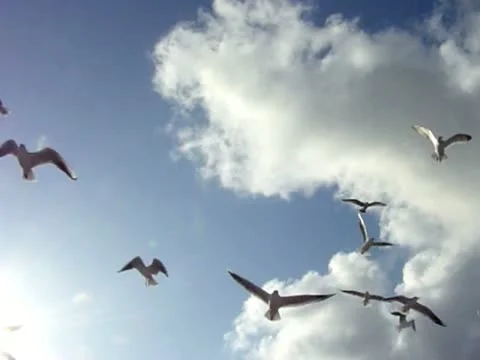 Seagulls in sky Stock Footage 10923473