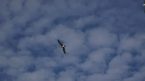 Seagulls in the sky Stock Footage 22915996