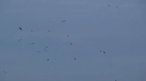 Seagulls in the sky 動画素材 23691190