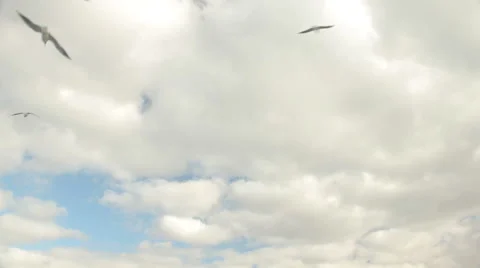 Seagulls In The Sky Vidéo 56846672