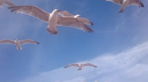 Seagulls in the sky Stock Footage 65018918
