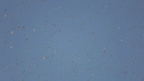 Seagulls in sky Stock Footage 77048077