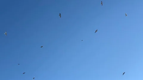 Seagulls in the sky Stock Footage 117284889