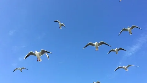 Seagulls in sky 動画素材 123700673