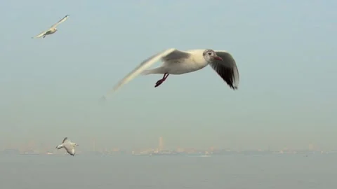 Seagulls in the sky Stock Footage 133423483