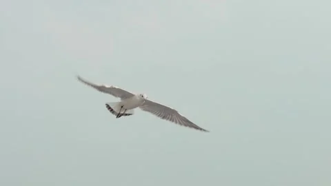 Seagulls in the sky Stock Footage 133424062