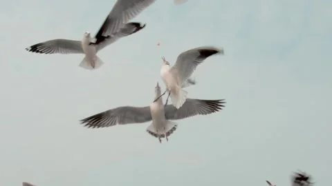 Seagulls in the sky Stock Footage 133424538