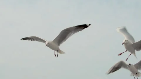 Seagulls in the sky Stock Footage 133425046