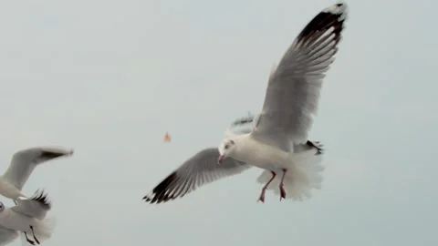 Seagulls  in the sky Stock Footage 133425319