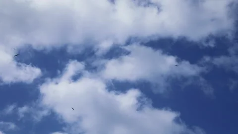 Seagulls In The Sky Stock Footage 138585000