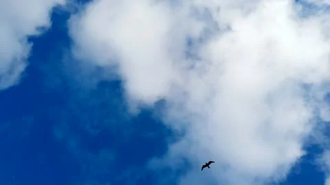 Seagulls in the sky Stock Footage 161918725