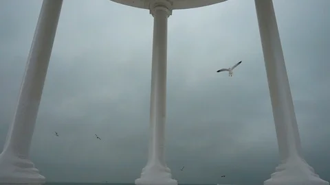 	Seagulls in the sky opposite to an arbor. Shooting in the winter. Slow motion. Stock Footage 100896019