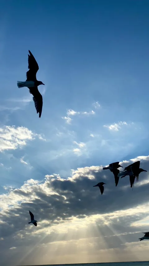 Seagulls in the sky over Jeddah beach in slow motion, Saudi Arabia, Stock Footage 327081850