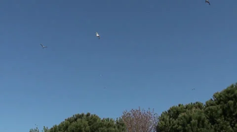 Seagulls in the sky over trees Stock Footage 24836095
