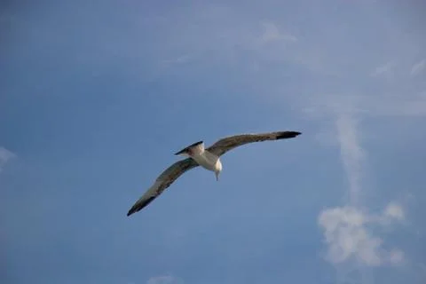 Seagulls in the sky Stock Photos