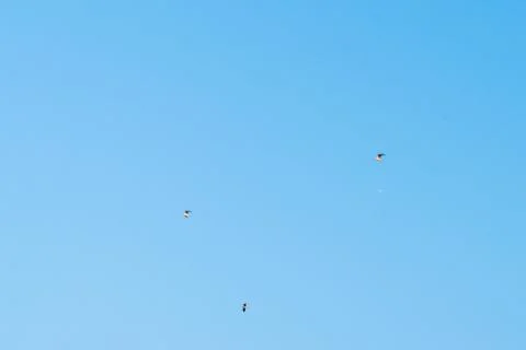 Seagulls in the sky Foto stock