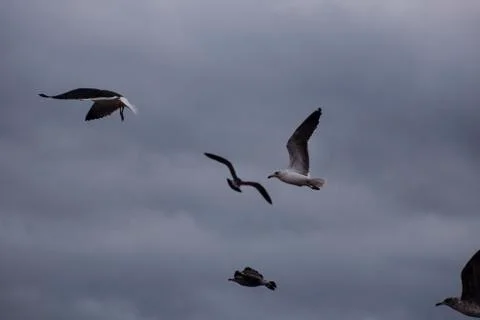 Seagulls in the sky Stock Photos
