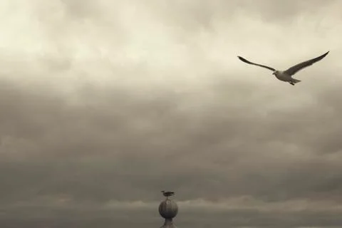 Seagulls in the sky Stock Photos