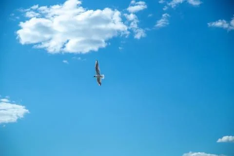 Seagulls in the sky Stock-Fotos
