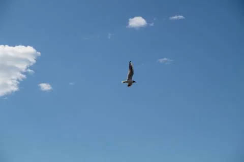 Seagulls in the sky Stock-Fotos