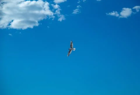 Seagulls in the sky Stock Photos